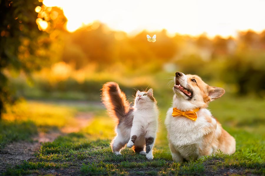 Cat and dog playing with a butterfly